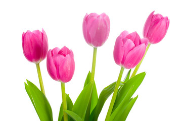 five pink tulips bouquet