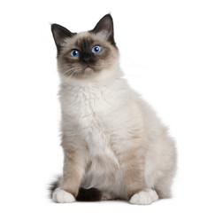 Obraz premium Front view of Birman (6 months old), sitting