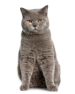 Front view of british shorthair (10 months old), sitting