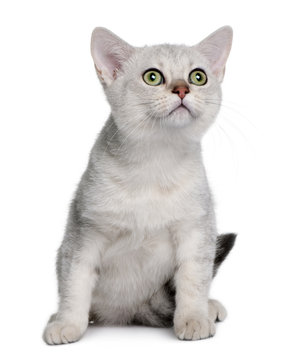 Front view of Asian kitten, sitting and looking up