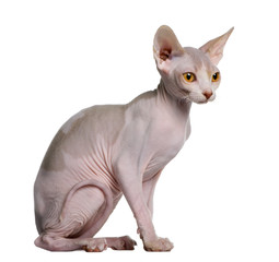 Profile of Sphynx kitten (5 months old), sitting