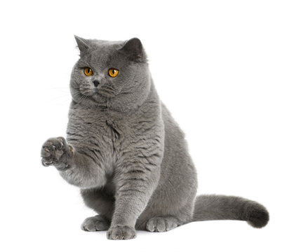 british shorthair (15 months old), sitting with paw up