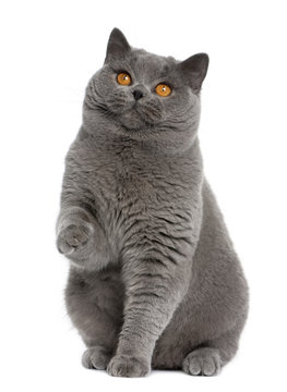 british shorthair (15 months old), sitting with paw up