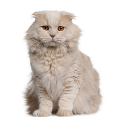 Front view of Highland Fold (4 years old), sitting