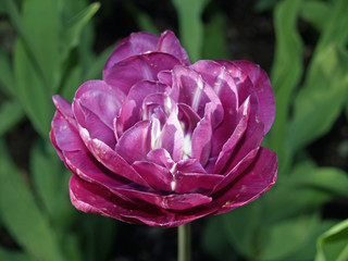 Close up of a bunch purple flowers growing in a garden