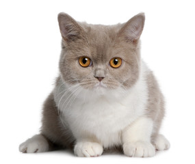 Front view of british shorthair kitten, lying down