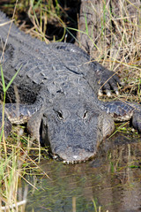 American Alligator Basking in The Sun