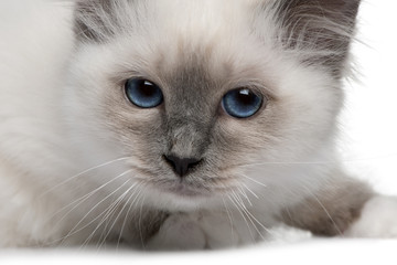 close up of a Birman kitten