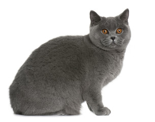 Profile of british shorthair (9 months old), sitting