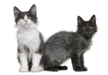 two Norwegian Forest Cat kitten, sitting and standing