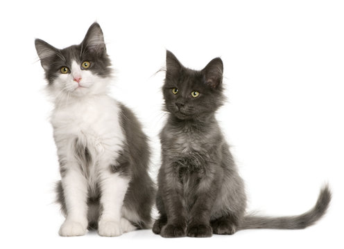 two Norwegian Forest Cat kitten (4 months old), standing