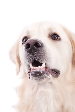 Golden Retriever Portrait