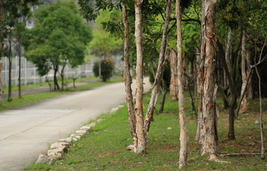 Obraz premium trees and road.