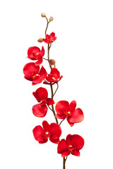 Rote Orchideenblüte auf weißem Hintergrund