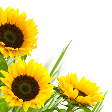 fleurs de tournesols en coin sur fond blanc - printemps - &eacute;t&eacute;
