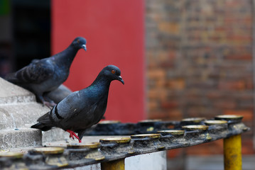 Temple candleholders with pigeons at nepal