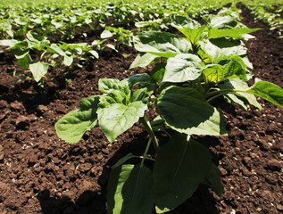 Sprout