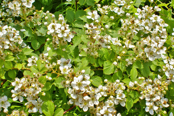 Blossoming blackberry