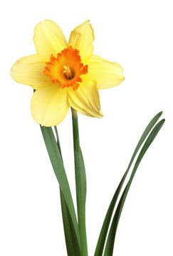 daffodil  isolated
