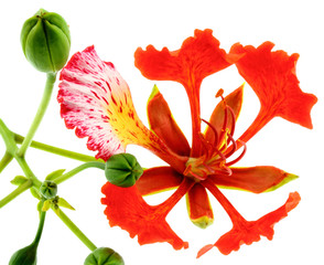 Fototapeta premium fleur flamboyant, fond blanc