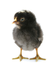 a chicken