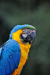 ルリコンゴウインコ