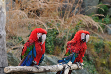アカコンゴウインコ