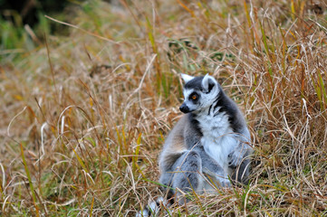 Fototapeta premium メガネザル