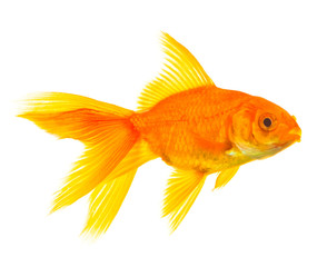 Fototapeta premium Goldfish