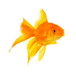 Goldfish