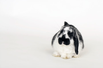 Hase