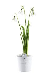 bunch of  snowdrop flowers in a tin basket on white  background
