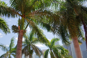 Fototapeta premium Florida 2009