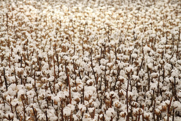 Baumwollfeld