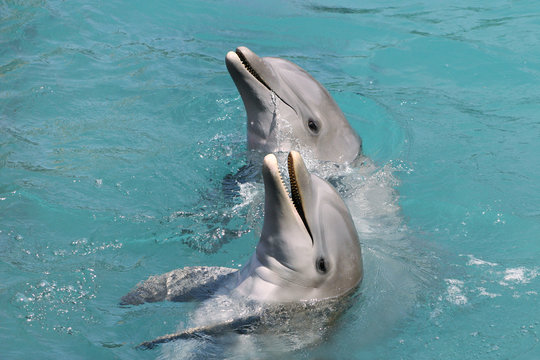 Delphin 1