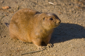 Watchful guinea pig in dutch zoo
