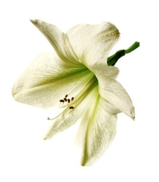 One Amaryllis Flower Isolated On White Background