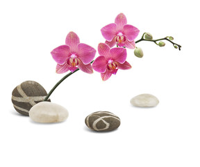 Obraz na płótnie Canvas Branche d'orchidée et galets