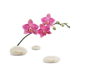 Fototapeta na wymiar Oddział orchidea i kamienie