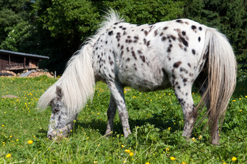 Horse.