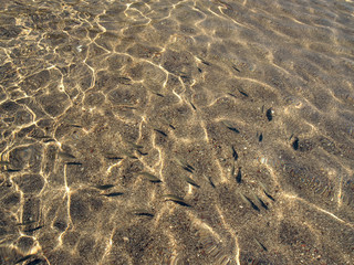 mullet fish under sea surface