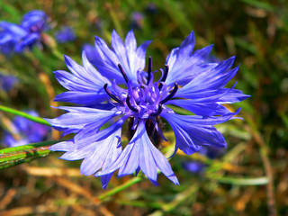 detail of beautiful cornflower