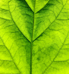 Plakat Green leaf texture