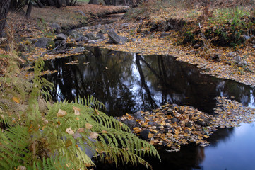 riachuelo en otoño