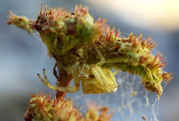 araignée jaune sous une fleur
