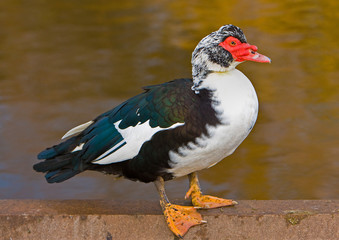 MUSCOVY DUCK IN ELGIN