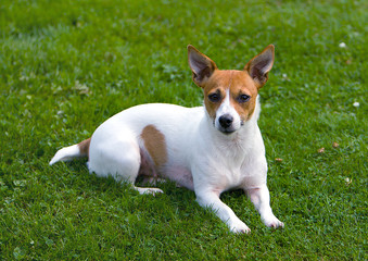 LEXI - JACK RUSSELL