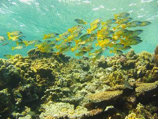 Fototapeta na wymiar Fischschwarm am Riff