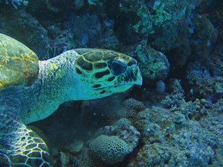 Fototapeta na wymiar Schildkröte am Riff