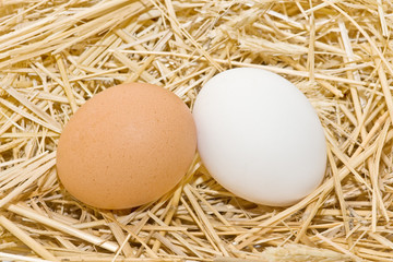 variedad de huevos frescos